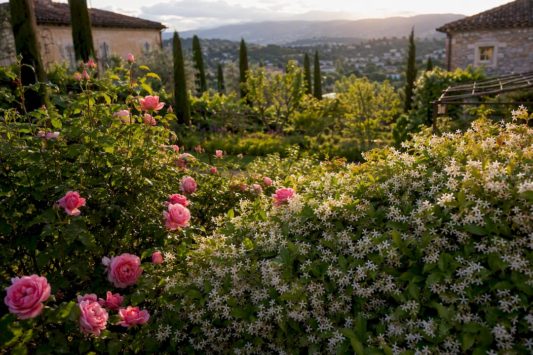 Jasmine and rose flowers in perfumery garden near Grasse