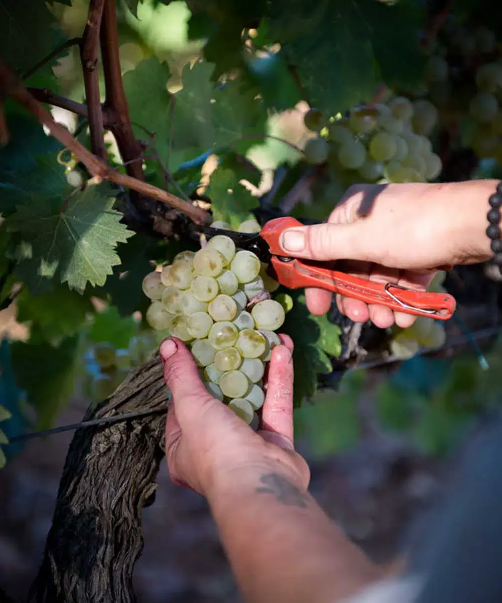Peyrassol domaine viticole rosé grand cru Provence