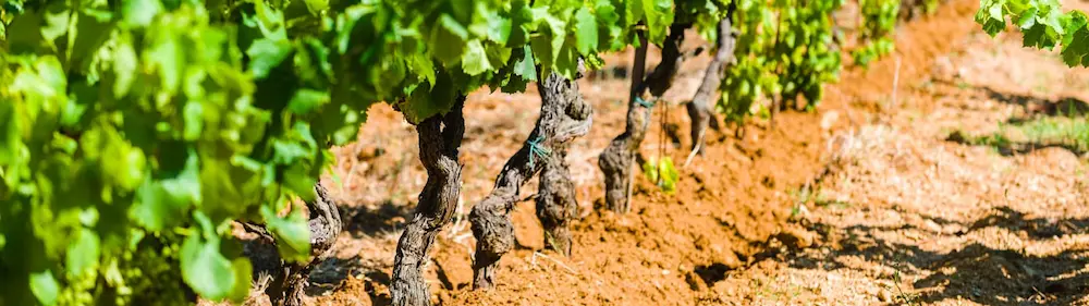 Pieds de vignes Château Barbeyrolles Saint-Tropez